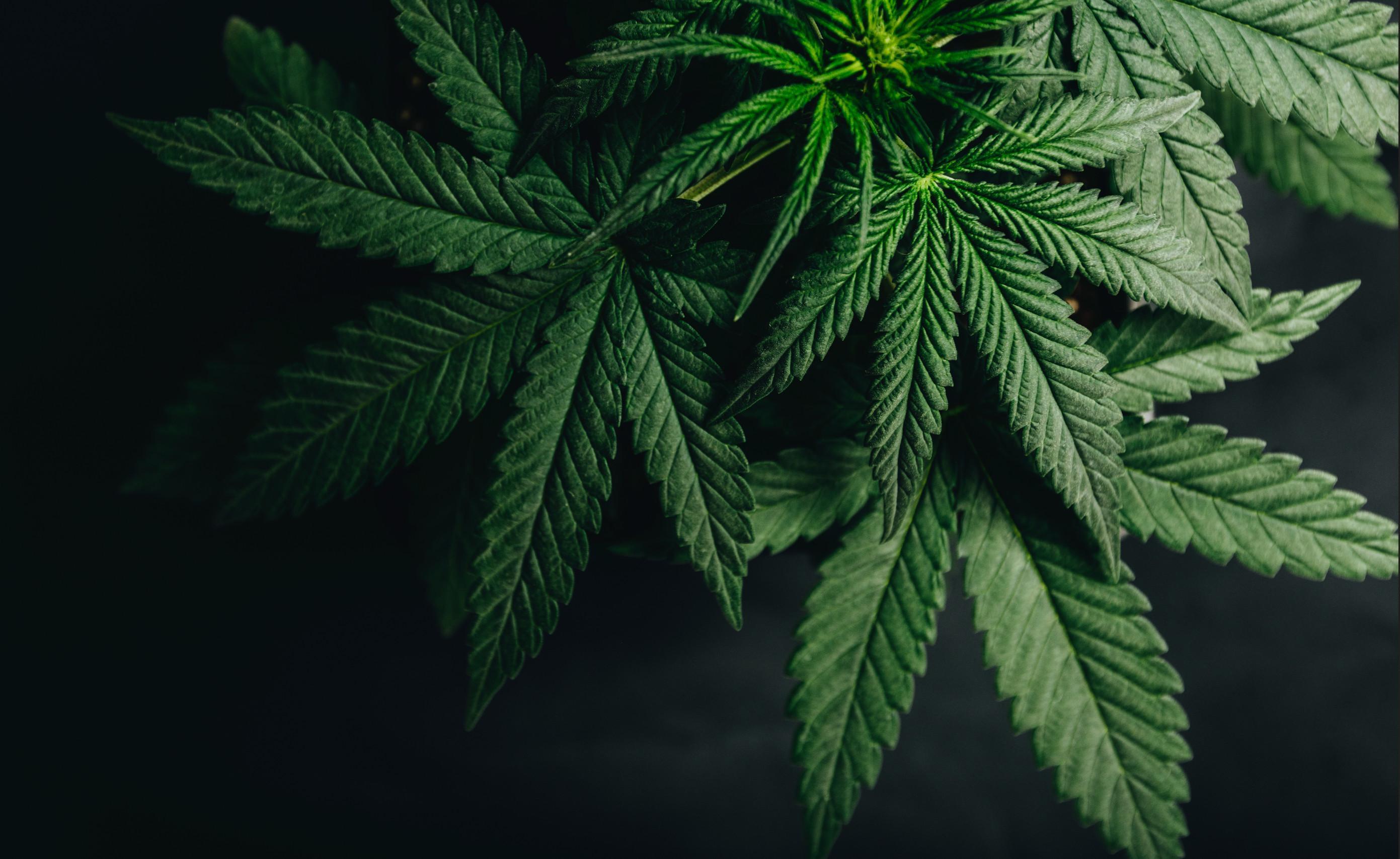 Off Duty Marijuana Use: How AB 2188 and SB 700 Impact Public Employees in California