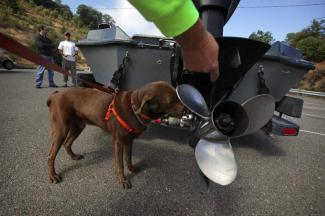 Kelly Test Requirements and Dog Scent Trailing Evidence; Foundational Requirements for Dog Scent 