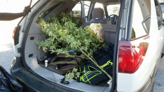 Vehicle Searches and the Odor of Marijuana                                                                                                                          
