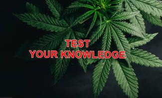 How Well Do You Know Your Pot Laws? Test Your Knowledge of Cannabis Vehicle Searches                                      