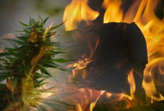 In This Important New Appellate Ruling, Marijuana Processing That Causes a Fire Can Qualify as Arson     